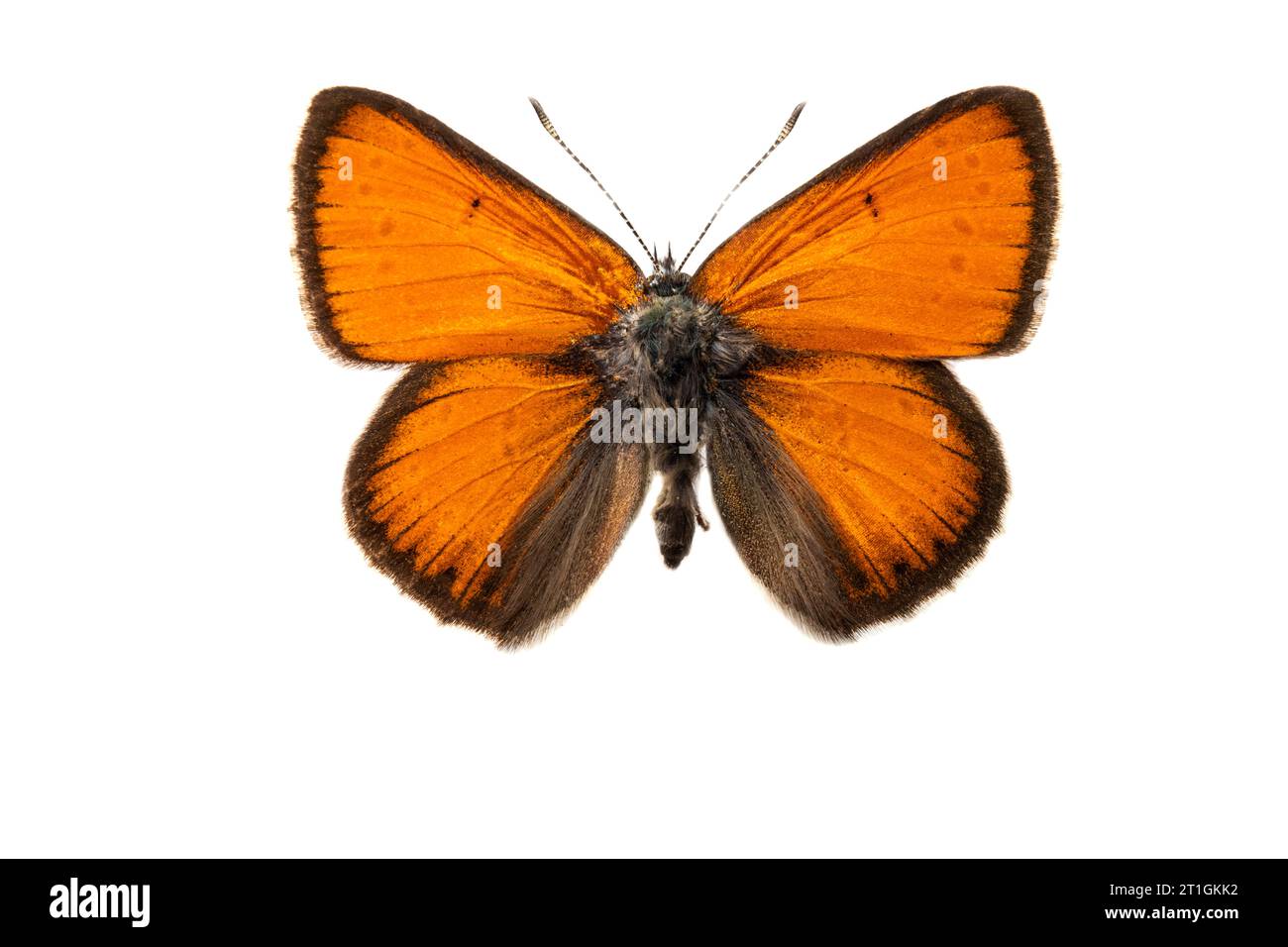purple-edged copper (Lycaena hippothoe, Palaeochrysophanus hippothoe), male, upper side, cut out Stock Photo
