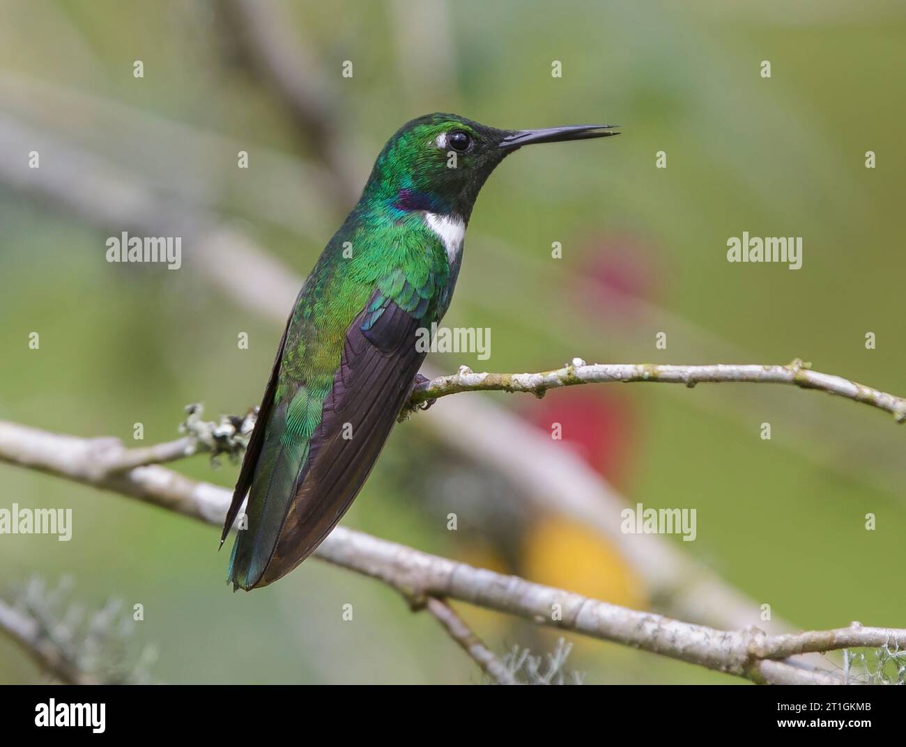 white-throated daggerbill, white-throated wedgebill, western wedge-billed hummingbird (Schistes albogularis), male perched on a branch, Colombia Stock Photo