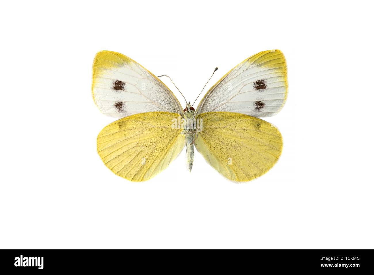 Southern Small White (Pieris mannii), female, underside, cut out Stock Photo