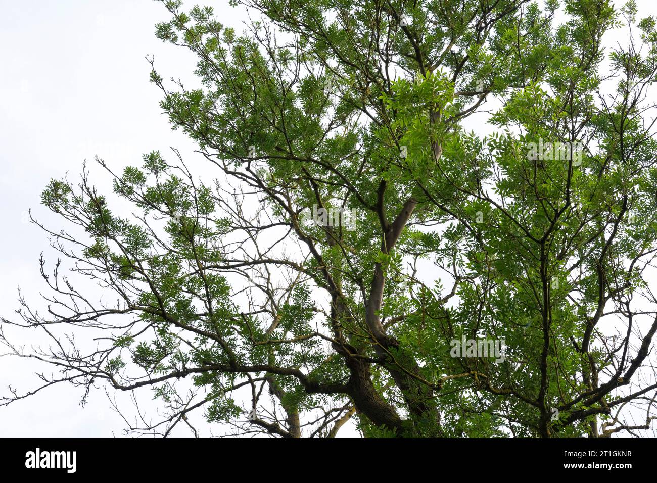 Chalara ash dieback, Chalara dieback, Ash dieback (Chalara fraxinea, Hymenoscyphus fraxineus, Hymenoscyphus pseudoalbidus), ash dieback at common Stock Photo