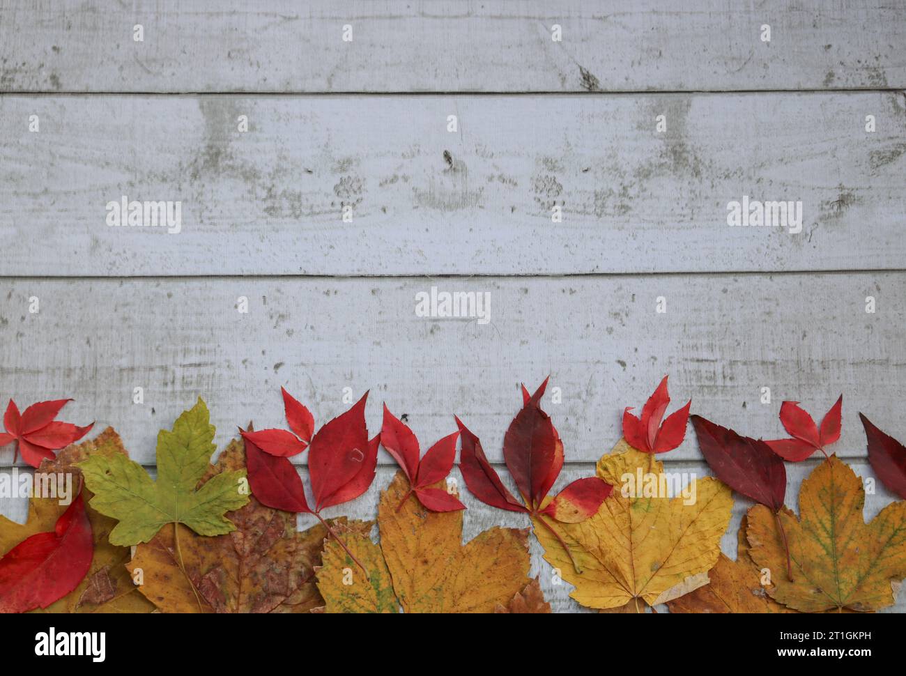 Autumn background Stock Photo
