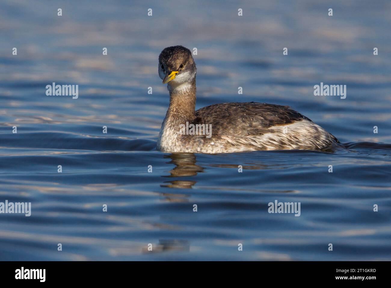 red-necked grebe (Podiceps grisegena), on water, winter plumage, Italy, Tuscany Stock Photo
