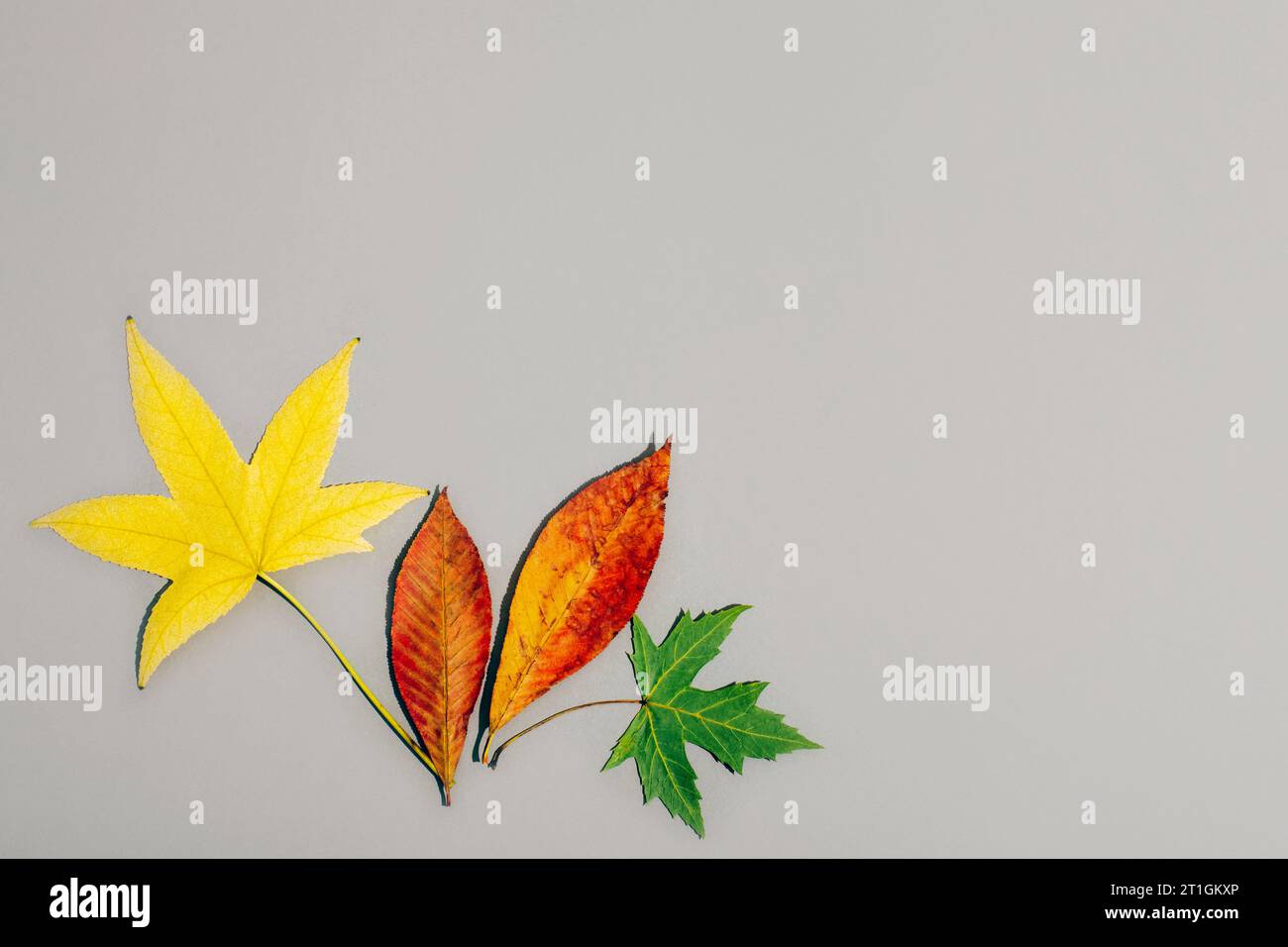 Colourful autumn leaves on grey background with copy space. Fall concept. Top view, flat lay. Stock Photo