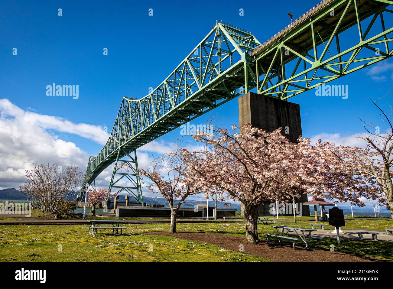 Springtime cherry blossoms under the Astoria-Megler Bridge which connects Washington to Oregon, USA. Stock Photo