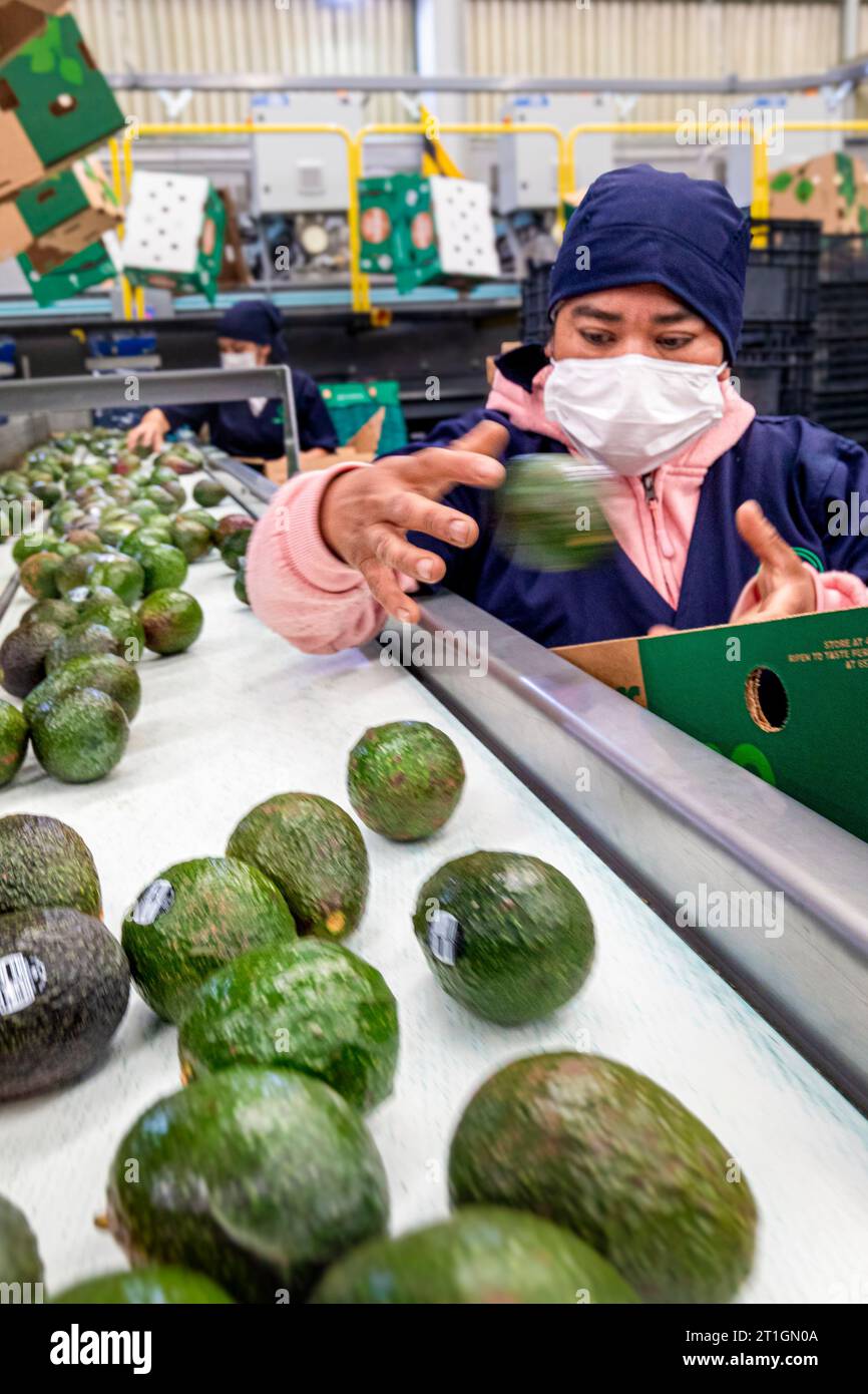 Workers sort and pack avocados for export at Panchos Avocado packing ...