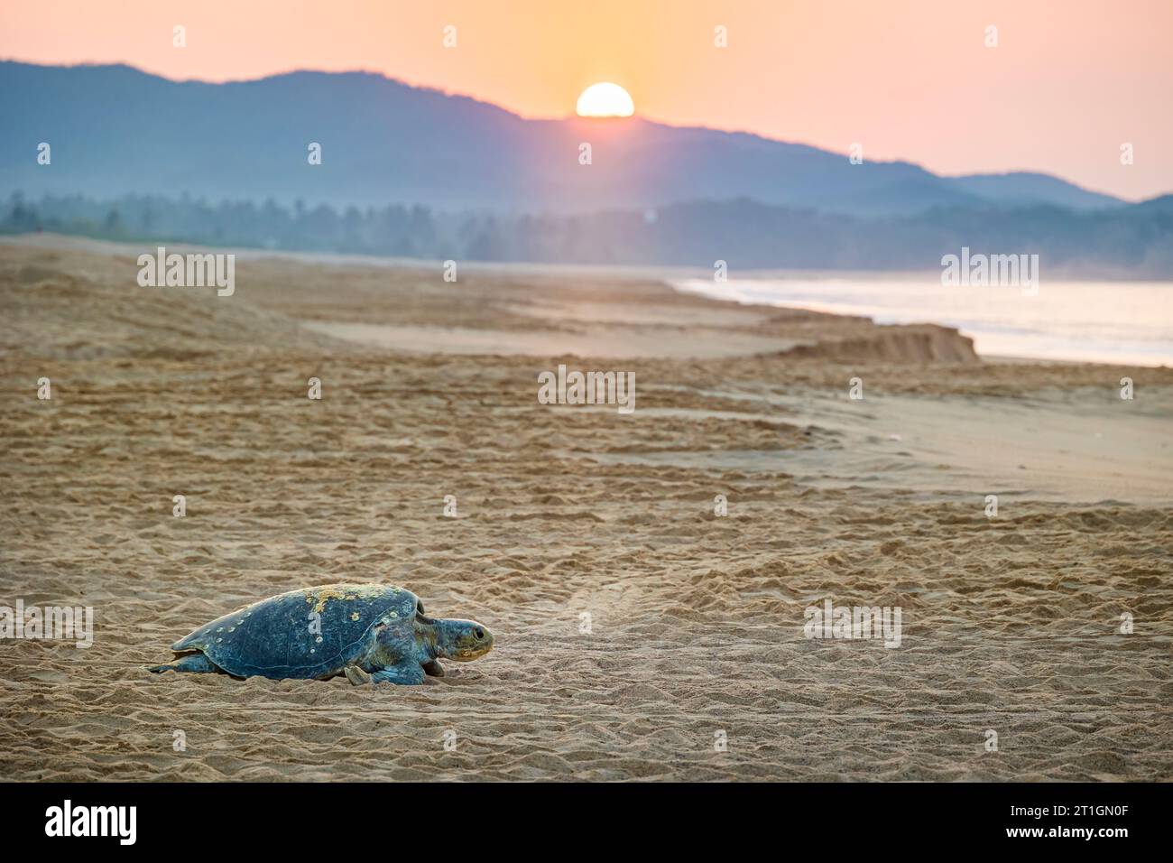 A female Green Sea Turtle (Chelonia agassizi) crawls back to the ocean after laying eggs on the beach of  Colola, Michoacan, Mexico. Stock Photo