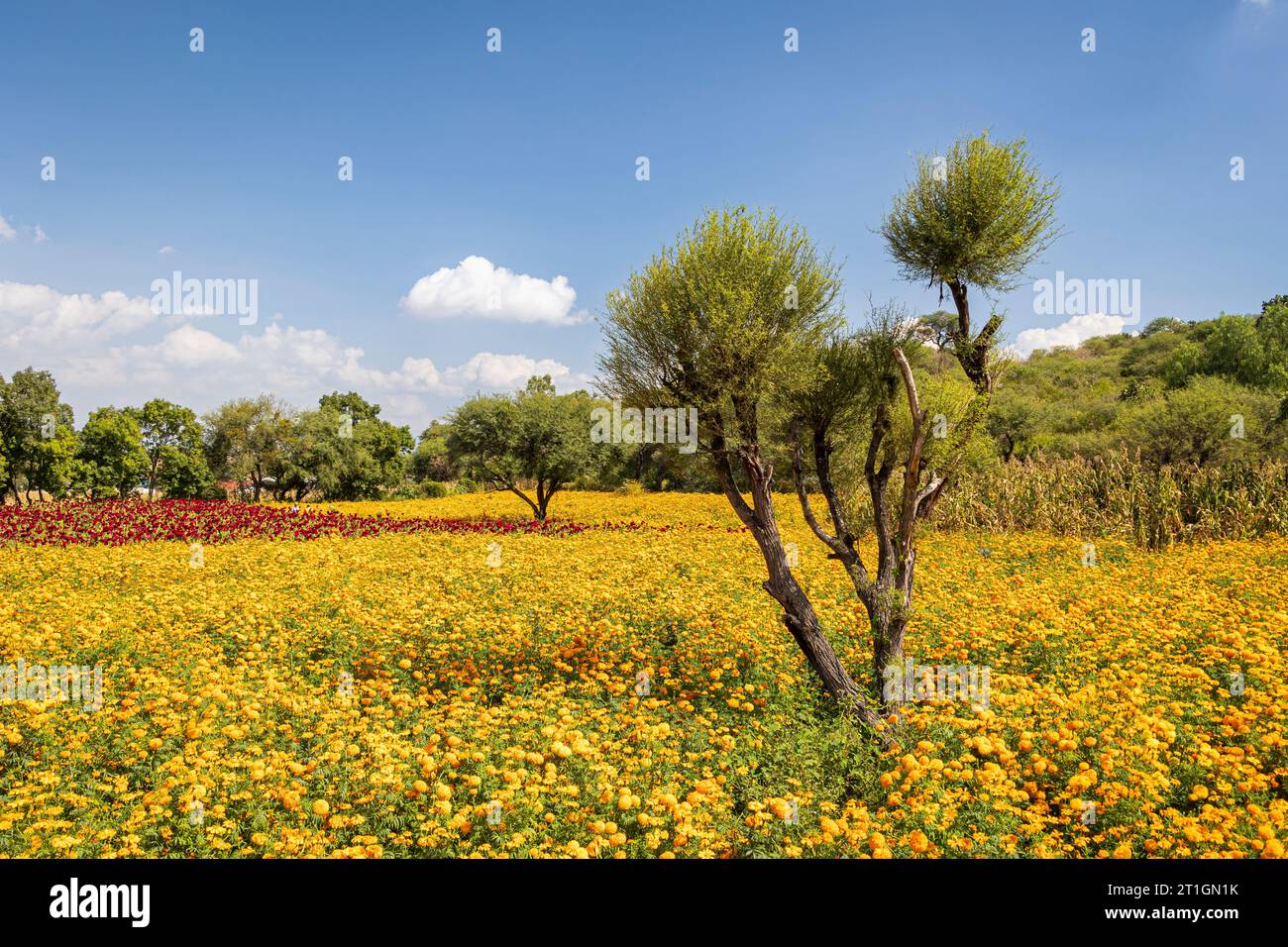 Field of marigolds, soon to be harvested for the Day of the Dead festivities, near Copandaro, Michoacan, Mexico. Stock Photo