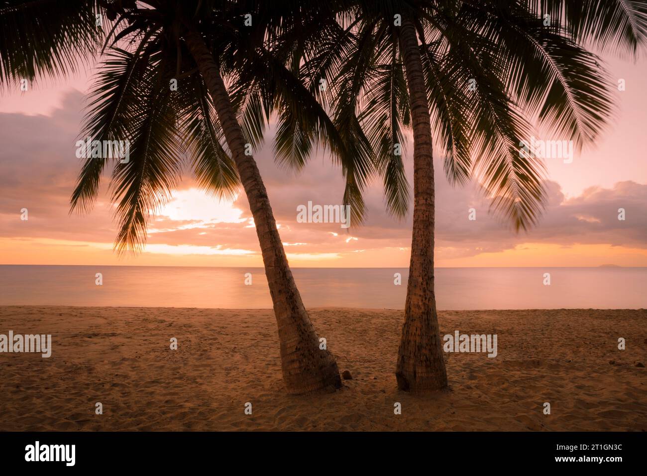 Palm sunset on Rincon beach in Puerto Rico. Stock Photo