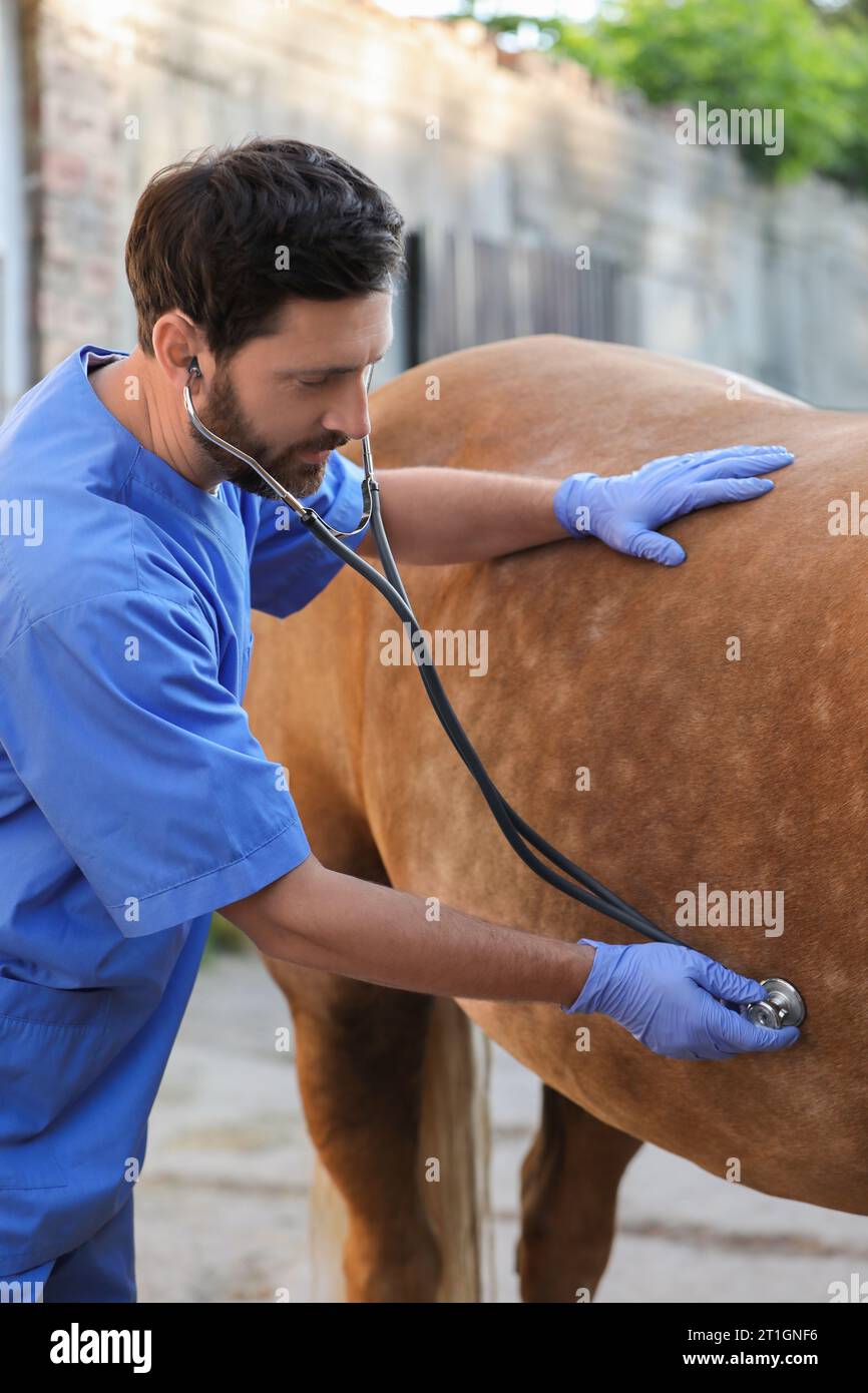 Veterinarian listening to horse with stethoscope outdoors. Pet care