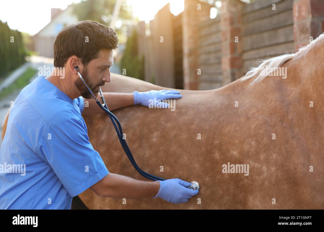 Veterinarian listening to horse with stethoscope outdoors. Pet care