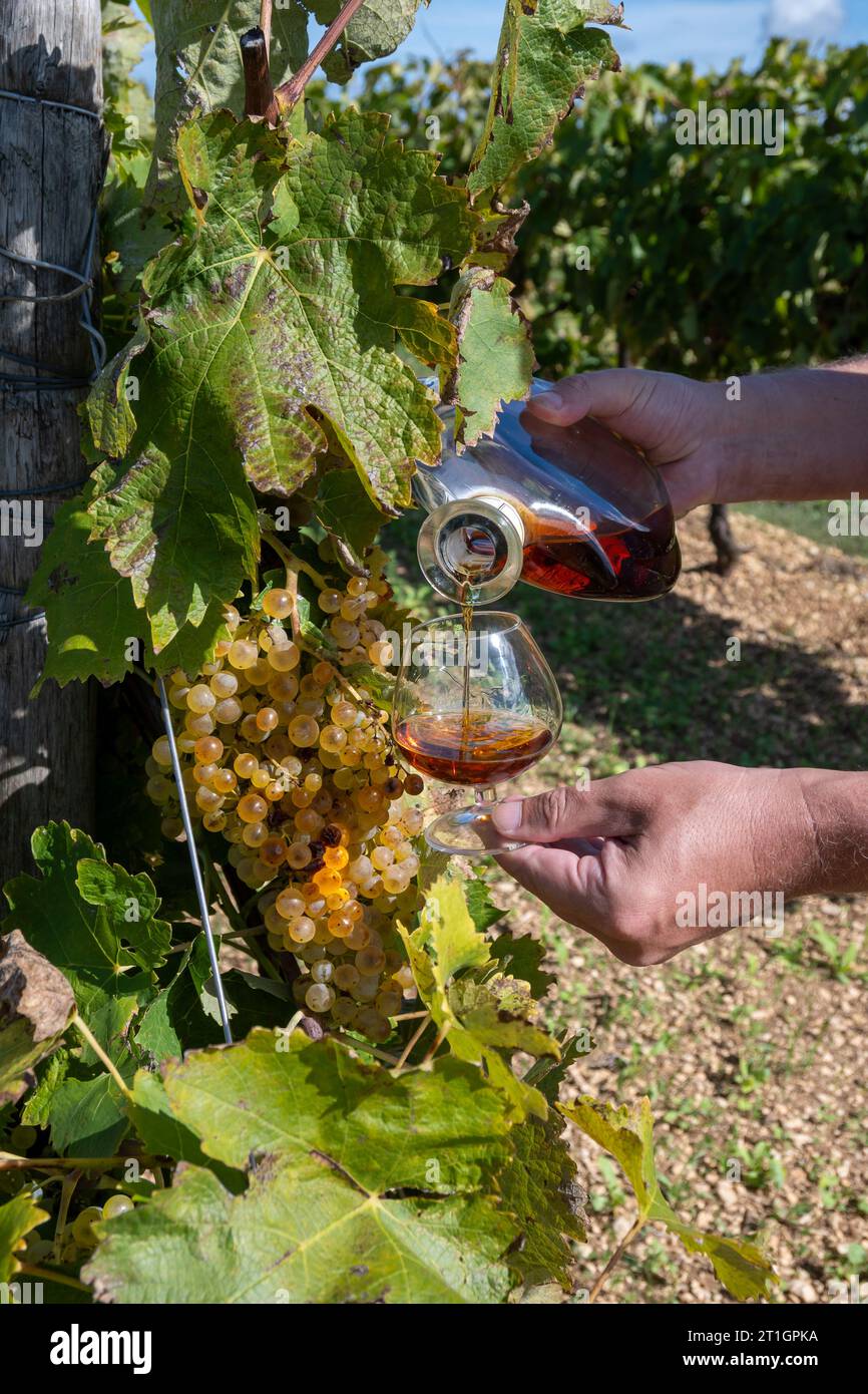 Tasting of Cognac strong alcohol drink in Cognac region, Grande