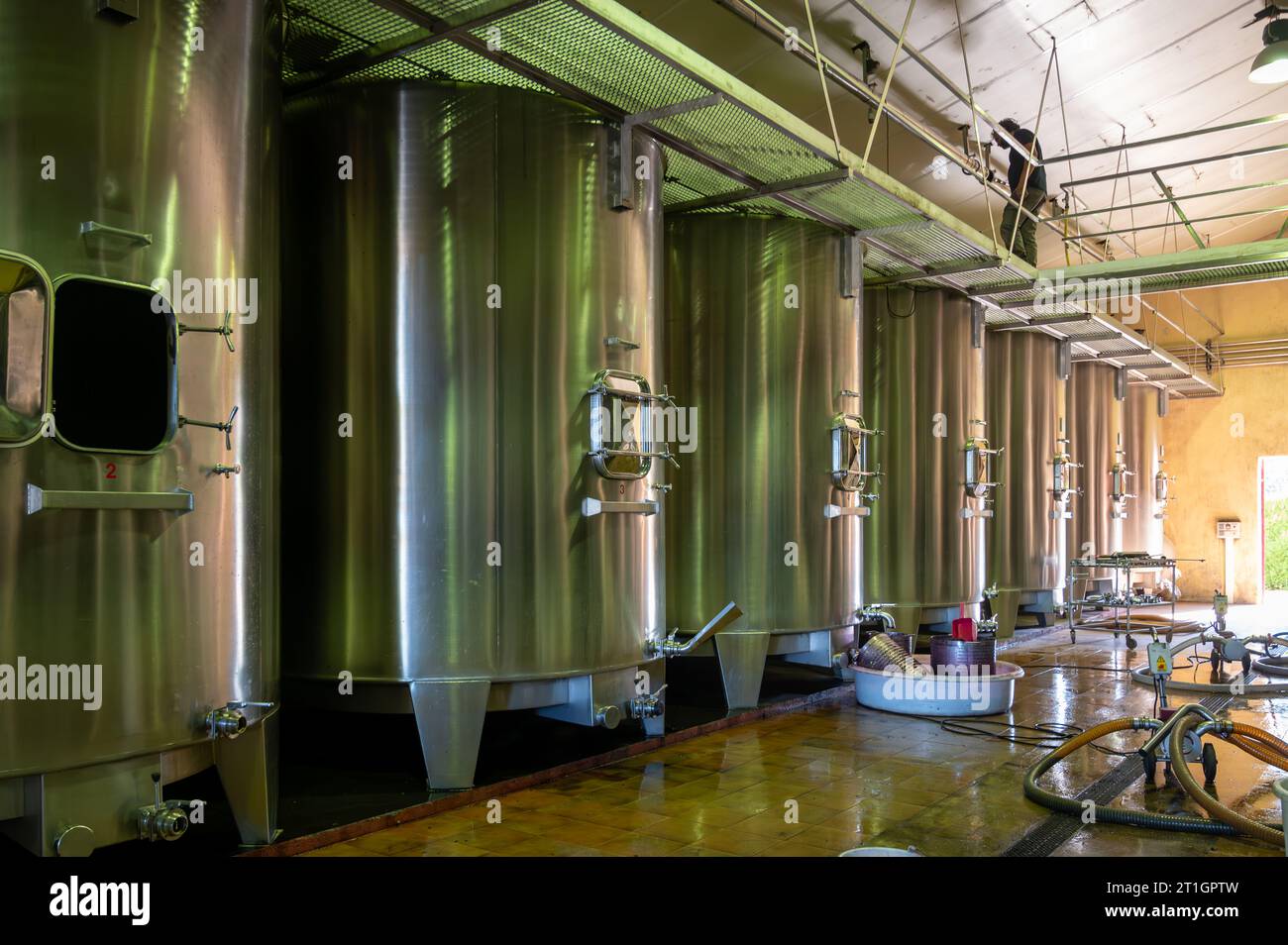 Harvesting works, fermentation of red pressed grapes juice in steel