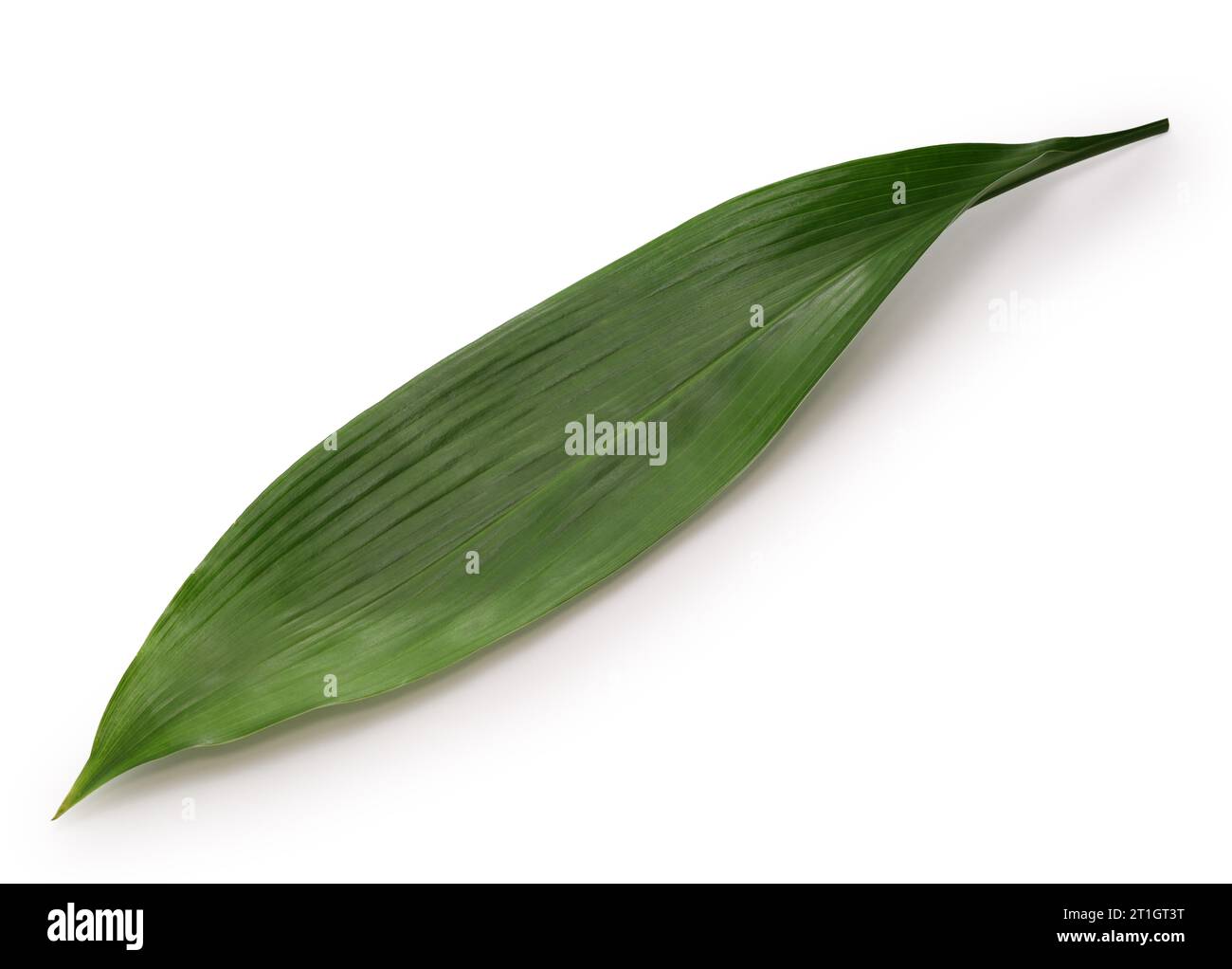 Haran(aspidistra elatior), leaf to put under the Japanese nigiri sushi. Stock Photo