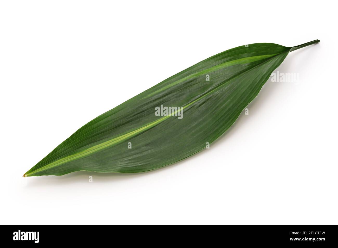 Haran(aspidistra elatior), leaf to put under the Japanese nigiri sushi. Stock Photo