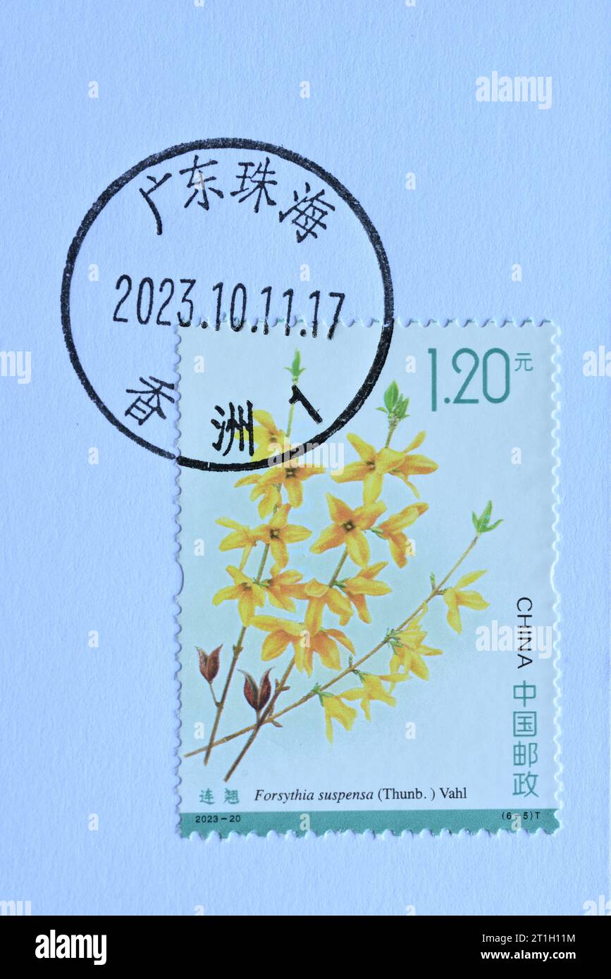 CHINA - CIRCA 2023: A stamps printed in China shows 2023-20 Medicinal Herbs forsythia suspensa thunb vahl ,  circa 2023. Stock Photo