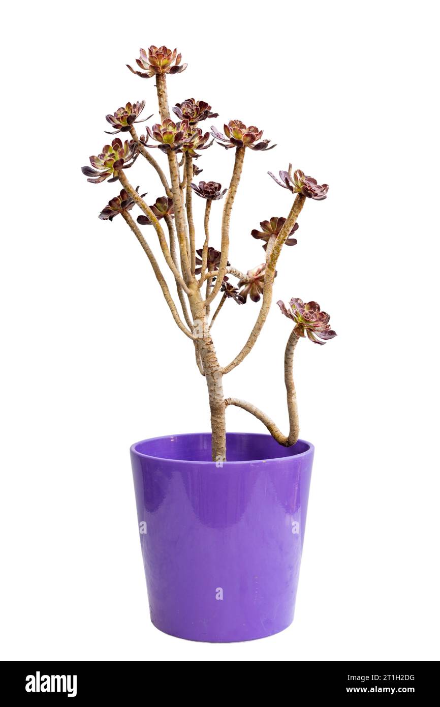 Aeonium black rose succulent plant in a ceramic pot isolated on white background Stock Photo