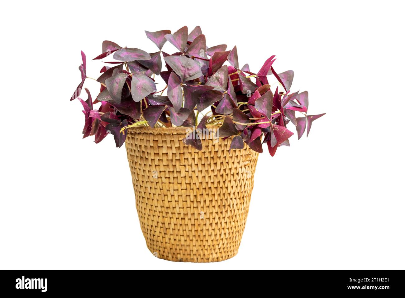 Purple Shamrock or false Shamrock in a wicker basket planter pot Stock Photo