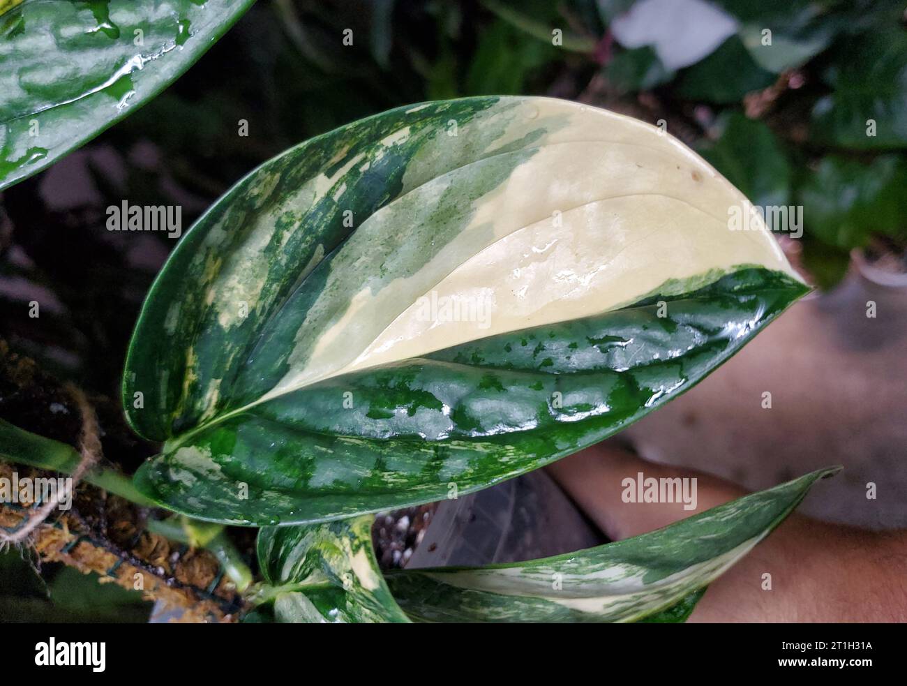 Beautiful green and white leaf of a variegated Monstera Peru Karstenianum Stock Photo