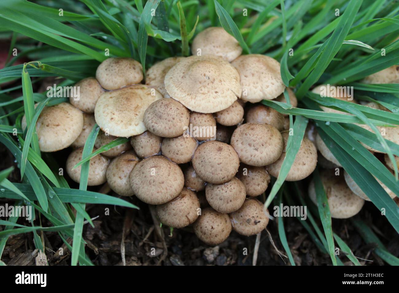 Cluster of Mushrooms Stock Photo