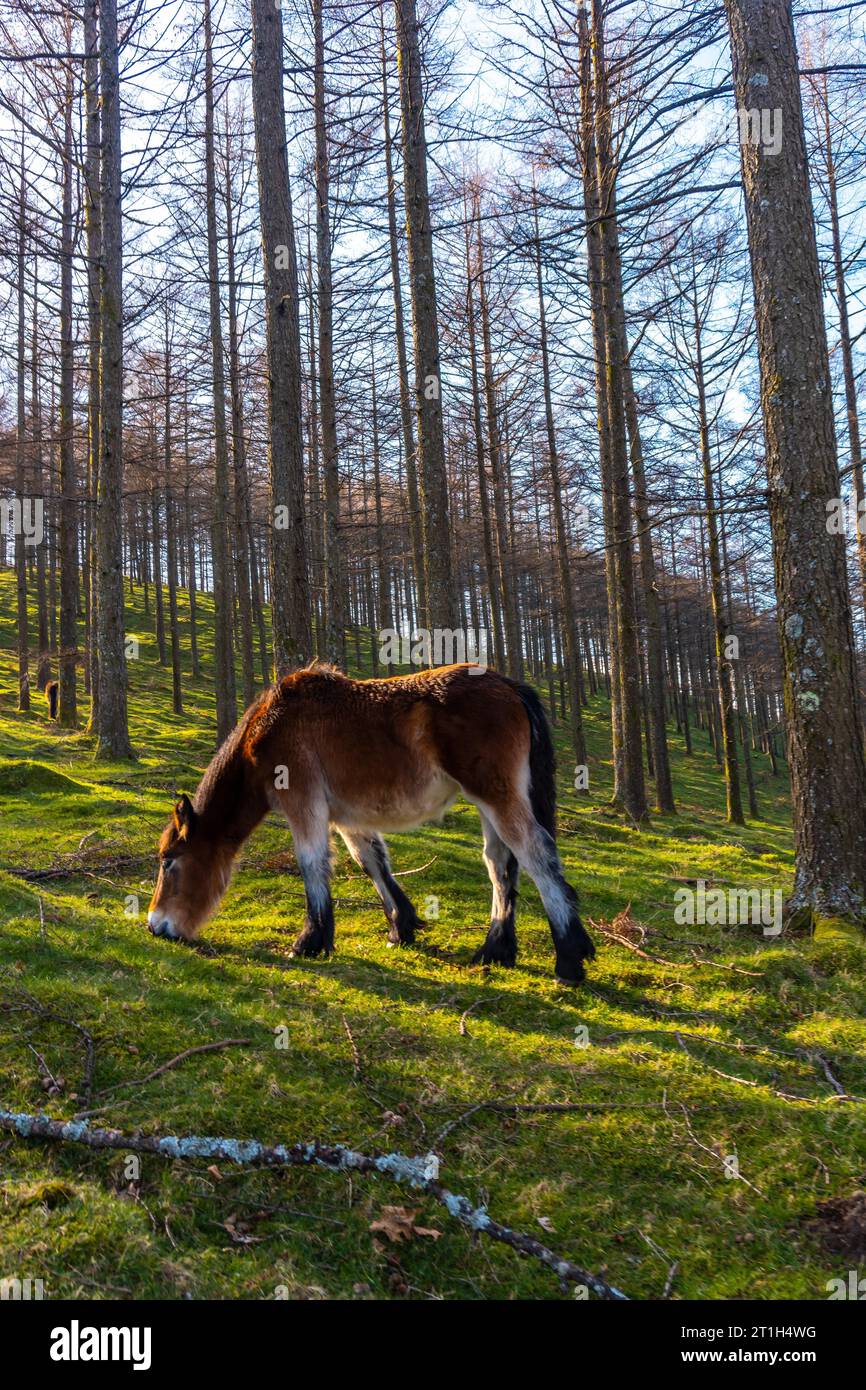 Wild free horses in the Oianleku forest, in the town of Oiartzun, Gipuzkoa. Basque Country. Spain Stock Photo