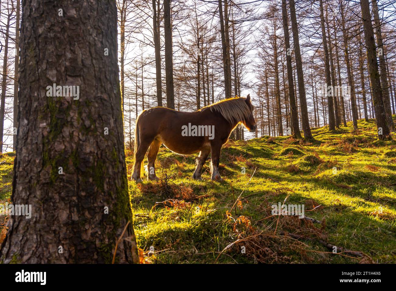 Free wild horses in the Oianleku forest at sunrise, in the town of Oiartzun, Gipuzkoa. Basque Country. Spain Stock Photo