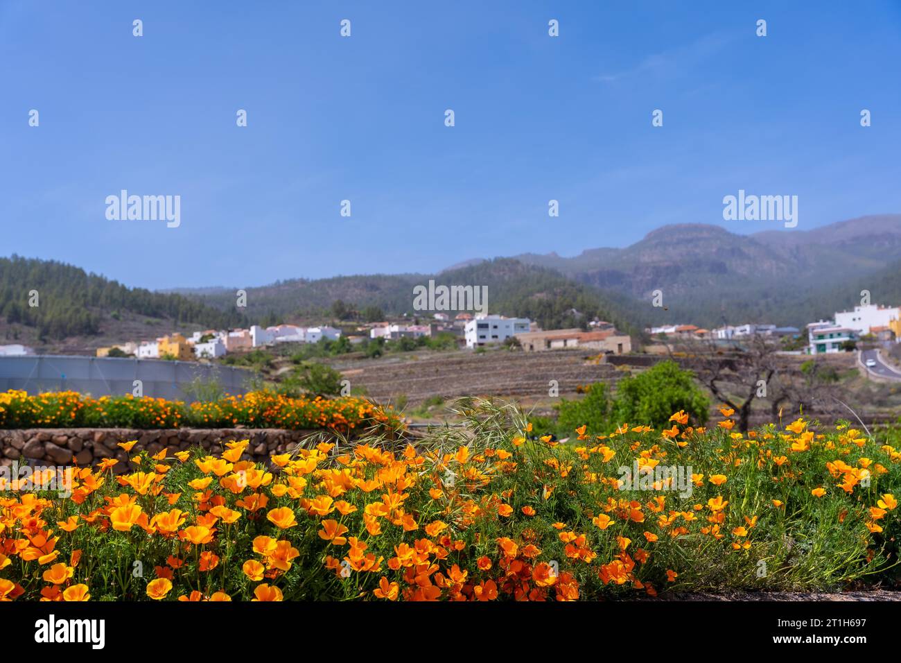 Orange flowers in the village of Vilaflor in the Teide Natural Park of Tenerife, Canary Islands Stock Photo