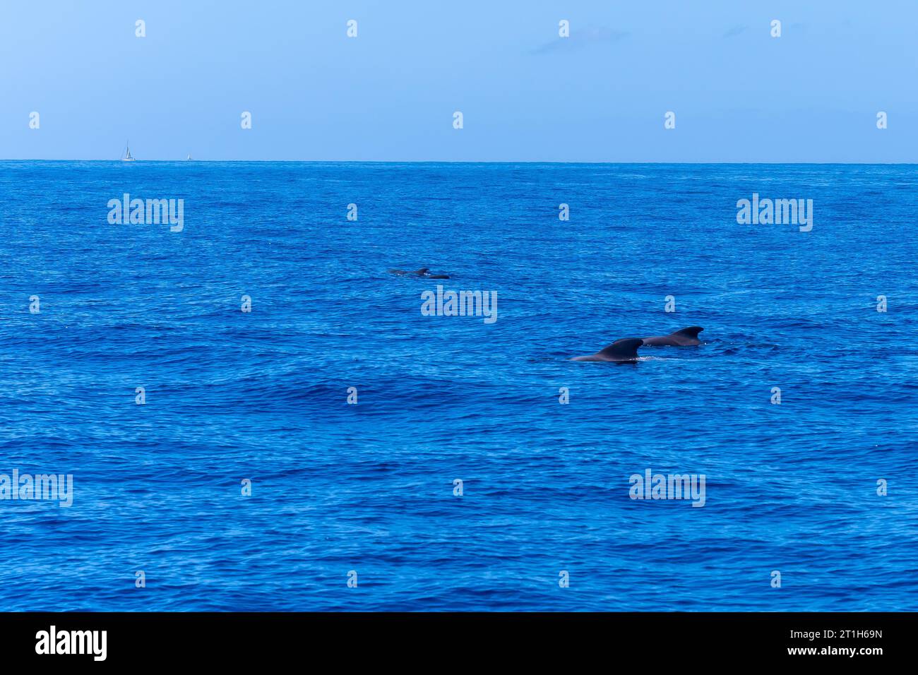 A pod of Calderon Tropical whales the smallest whale in the world off the Costa de Adeje in the south of Tenerife Canary Islands Stock Photo