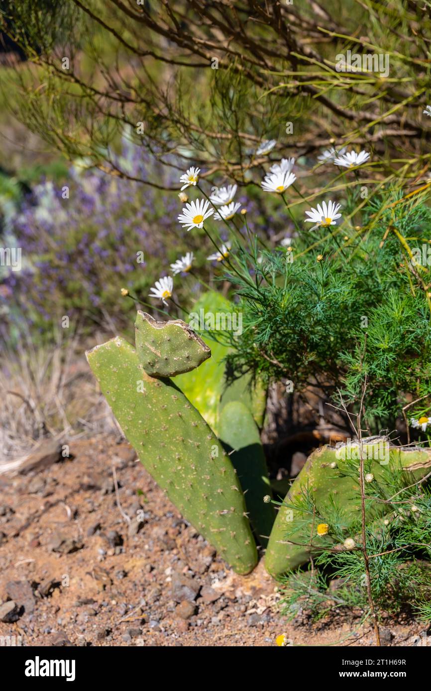 Natural vegetation in the mountain municipality of Masca in the north of Tenerife, Canary Islands Stock Photo