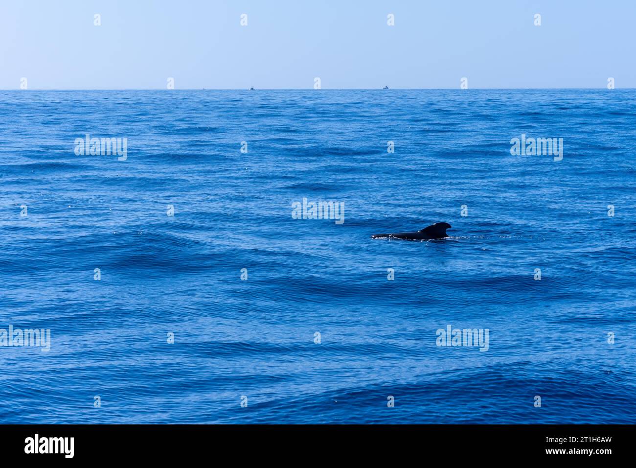Whale Calderon Tropical the smallest whale in the world on the Costa de Adeje in the south of Tenerife, Canary Islands Stock Photo