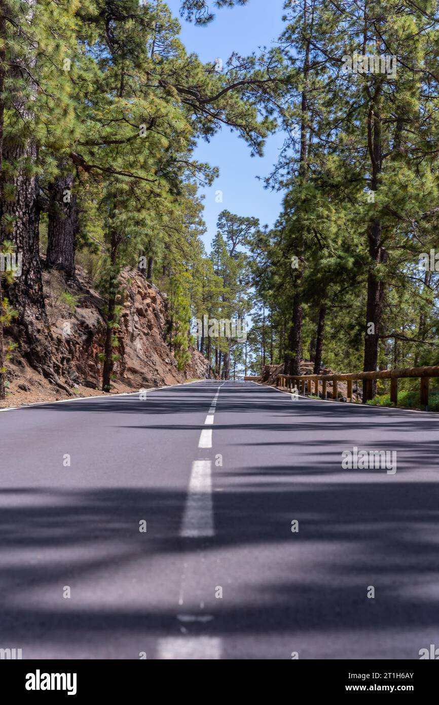 Uphill road in the woods on the way up to Teide Natural Park in Tenerife, Canary Islands Stock Photo