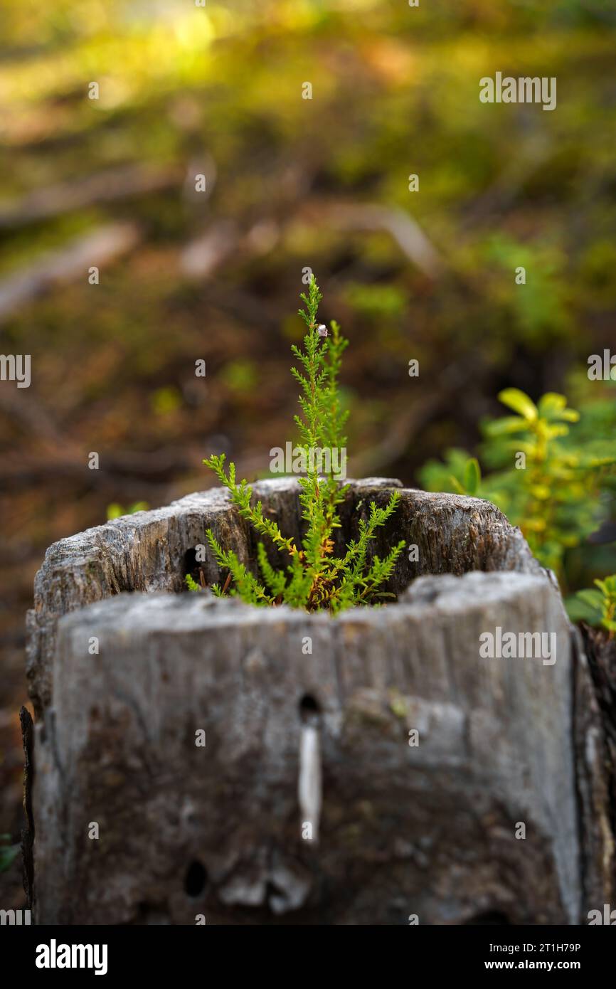 Close up view of a small heather growing out of a hollow tree stump Stock Photo