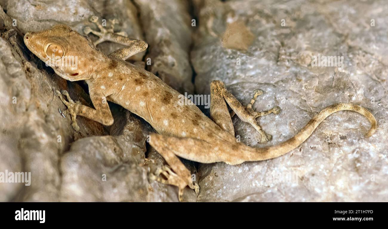 Fan-fingered Gecko hiding in rock crevices. Judean Desert, Israel Stock Photo