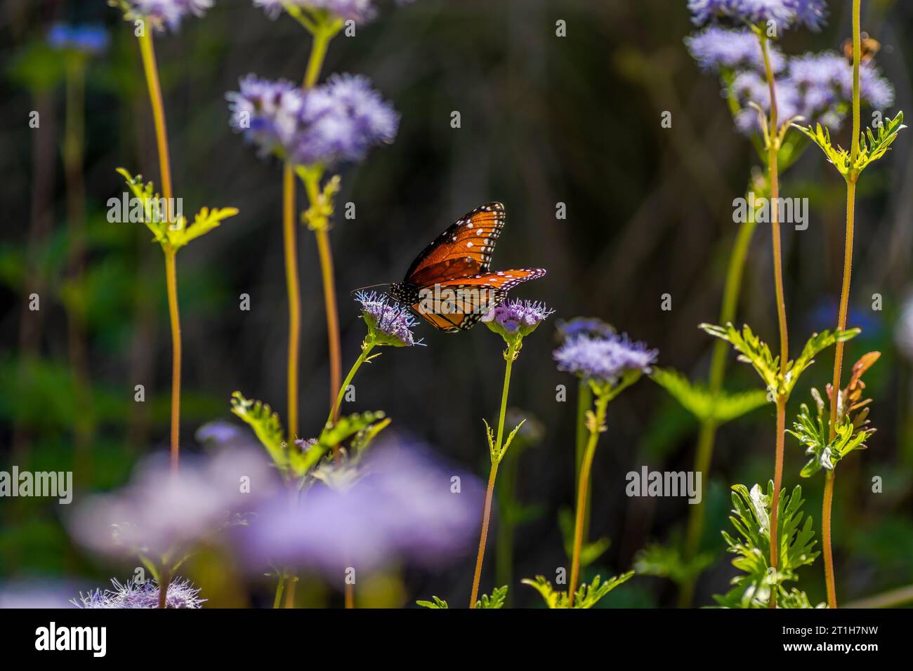 Astor flowers in full bloom during the autumn/fall season, feeding