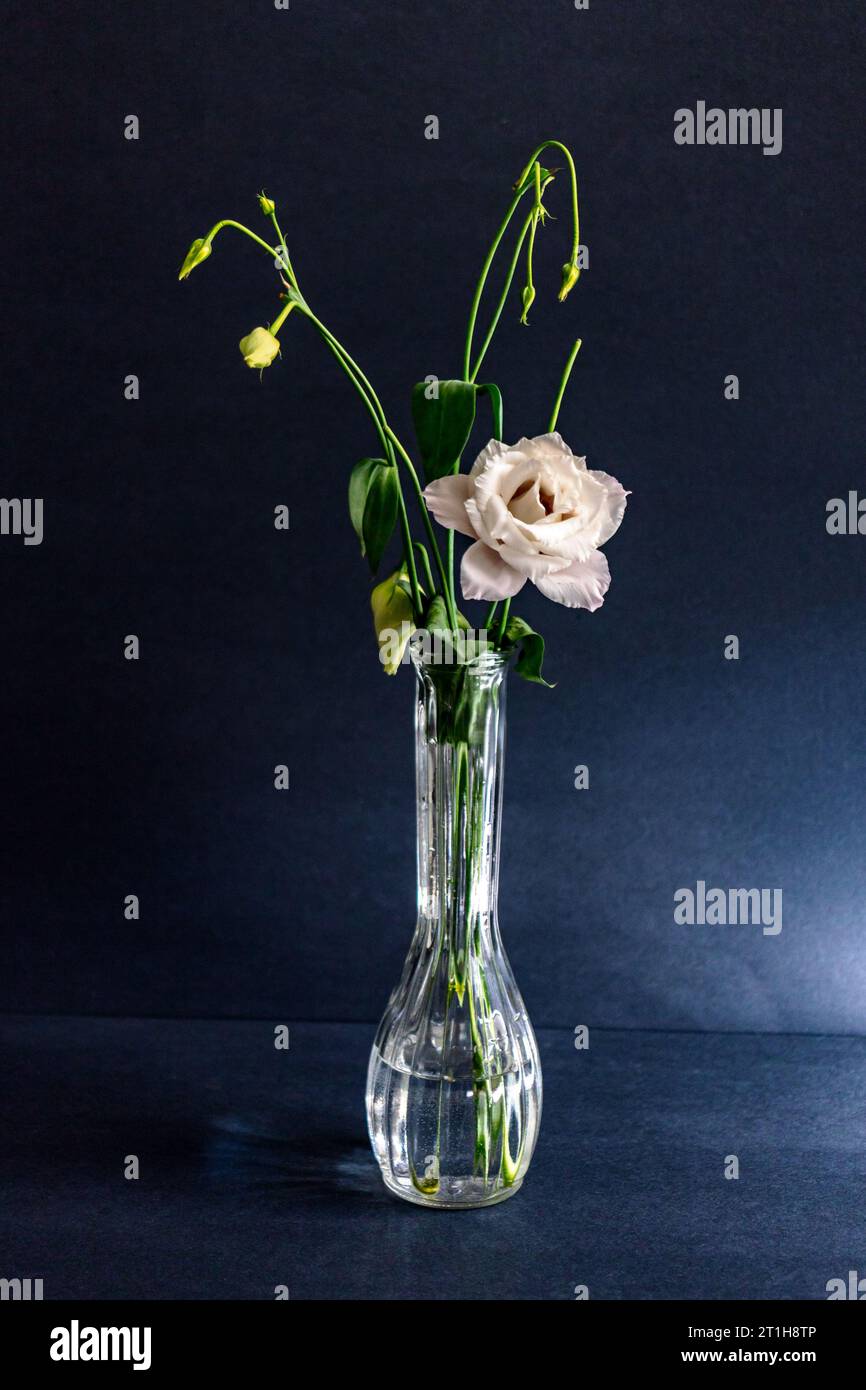 A single white flower arranged in a glass vase along with green flower buds and leaves. The vase is set against a black background and lit from right. Stock Photo