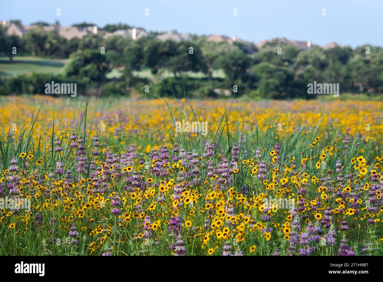 Native wildflowers bursting with yellow, purple, and green colors in a park near a lake in the spring season, Austin, Texas America, USA Stock Photo