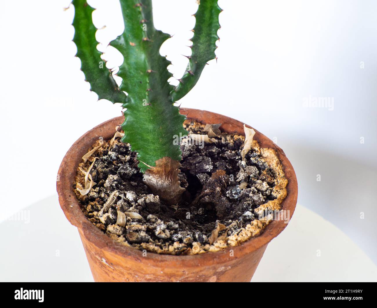 Yellow mold in flower pot in houseplant soil, close up Stock Photo - Alamy