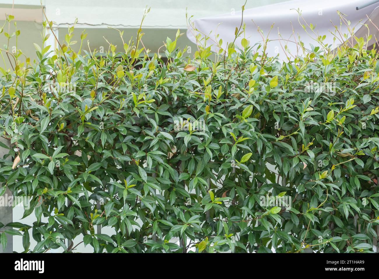 Green bush of Photinia glabra plant that it grows like a hedge Stock Photo