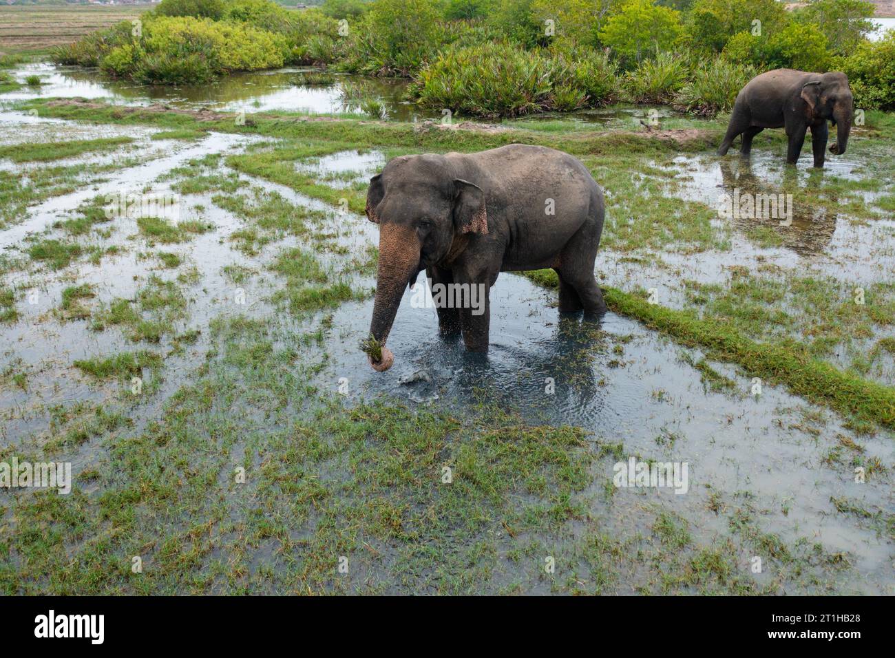 Aerial drone of wild elephants in Sri Lanka in their natural habitat. Wild animals. Arugam Bay Sri Lanka. Stock Photo