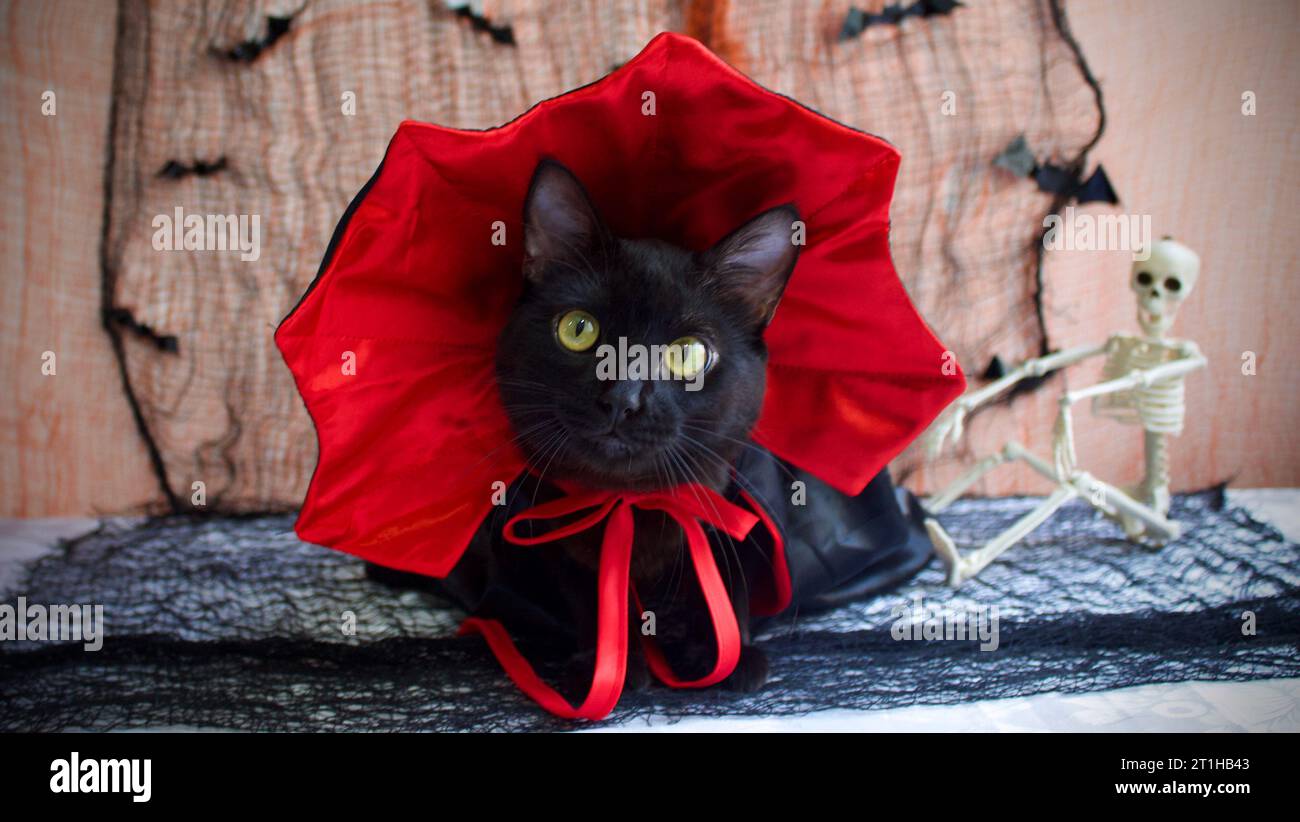 Black cat with skeleton next to wearing a vampire halloween