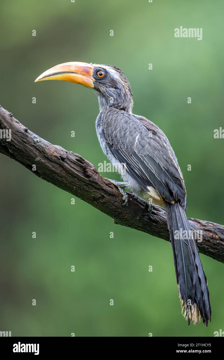 Malabar Grey Hornbill (Ocyceros griseus) is a small gray hornbill with a casque-less pale bill, a black undertail with white tips, and a pale eyebrow. Stock Photo