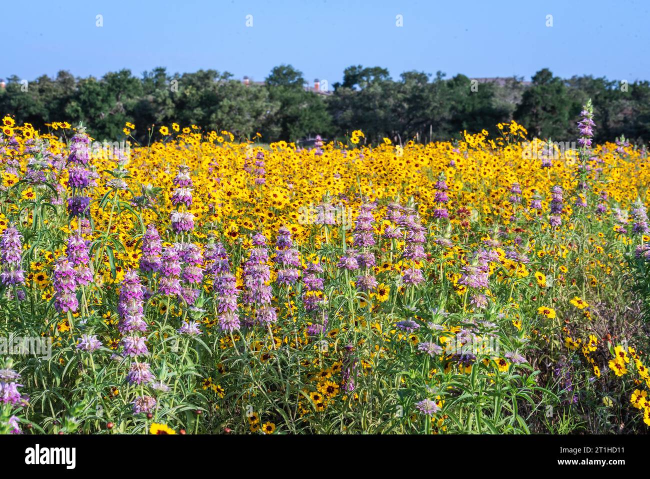 Native wildflowers bursting with yellow, purple, and green colors in a park near a lake in the spring season, Austin, Texas America, USA Stock Photo