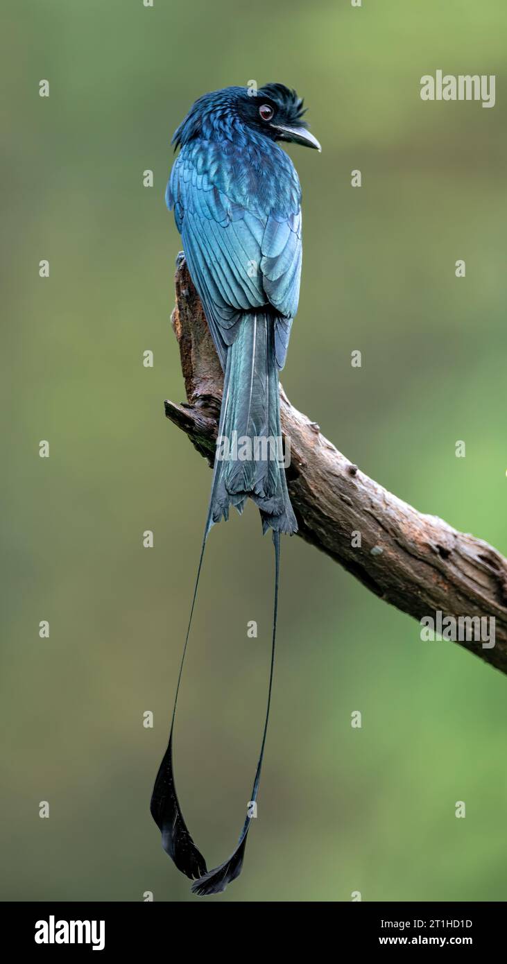 Greater Rackettailed Drongo (Dicrurus paradiseus Stock Photo Alamy