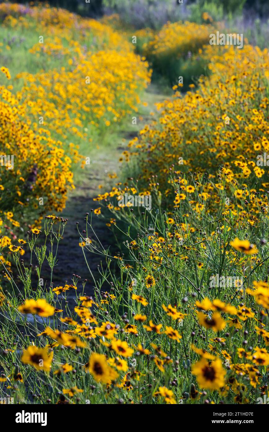 Native wildflowers bursting with yellow, purple, and green colors in a park near a lake in the spring season, Austin, Texas America, USA Stock Photo