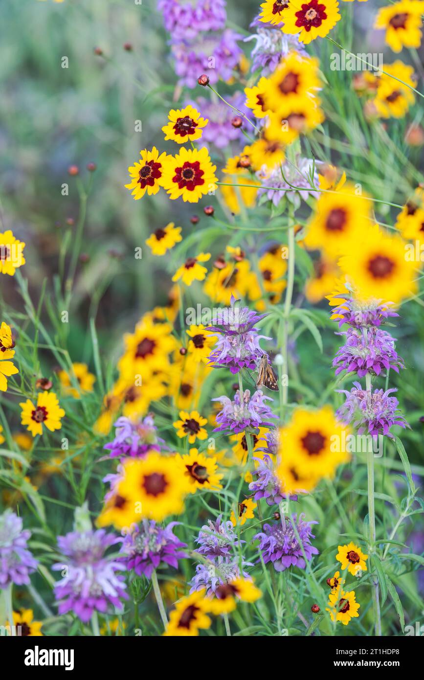 Native wildflowers bursting with yellow, purple, and green colors in a park near a lake in the spring season, Austin, Texas America, USA Stock Photo