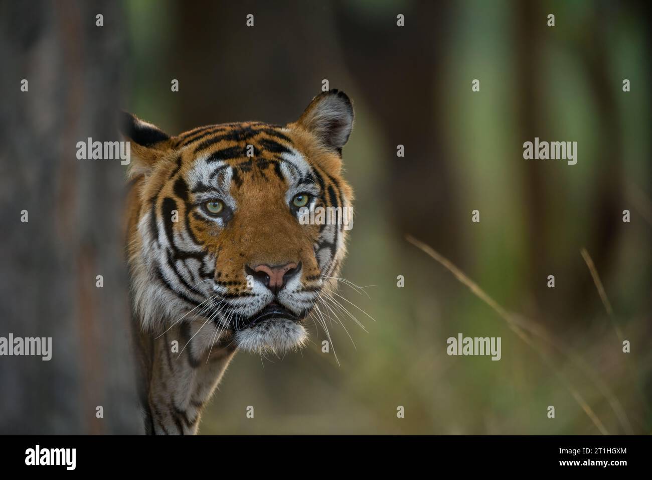 Male tiger peeks from behind a sal tree at Bandhavgarh National Park, Madhya Pradesh, India Stock Photo