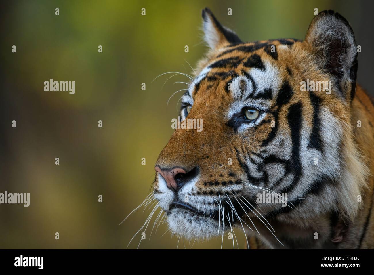 Front-right profile of a male tiger gazing intensely Stock Photo