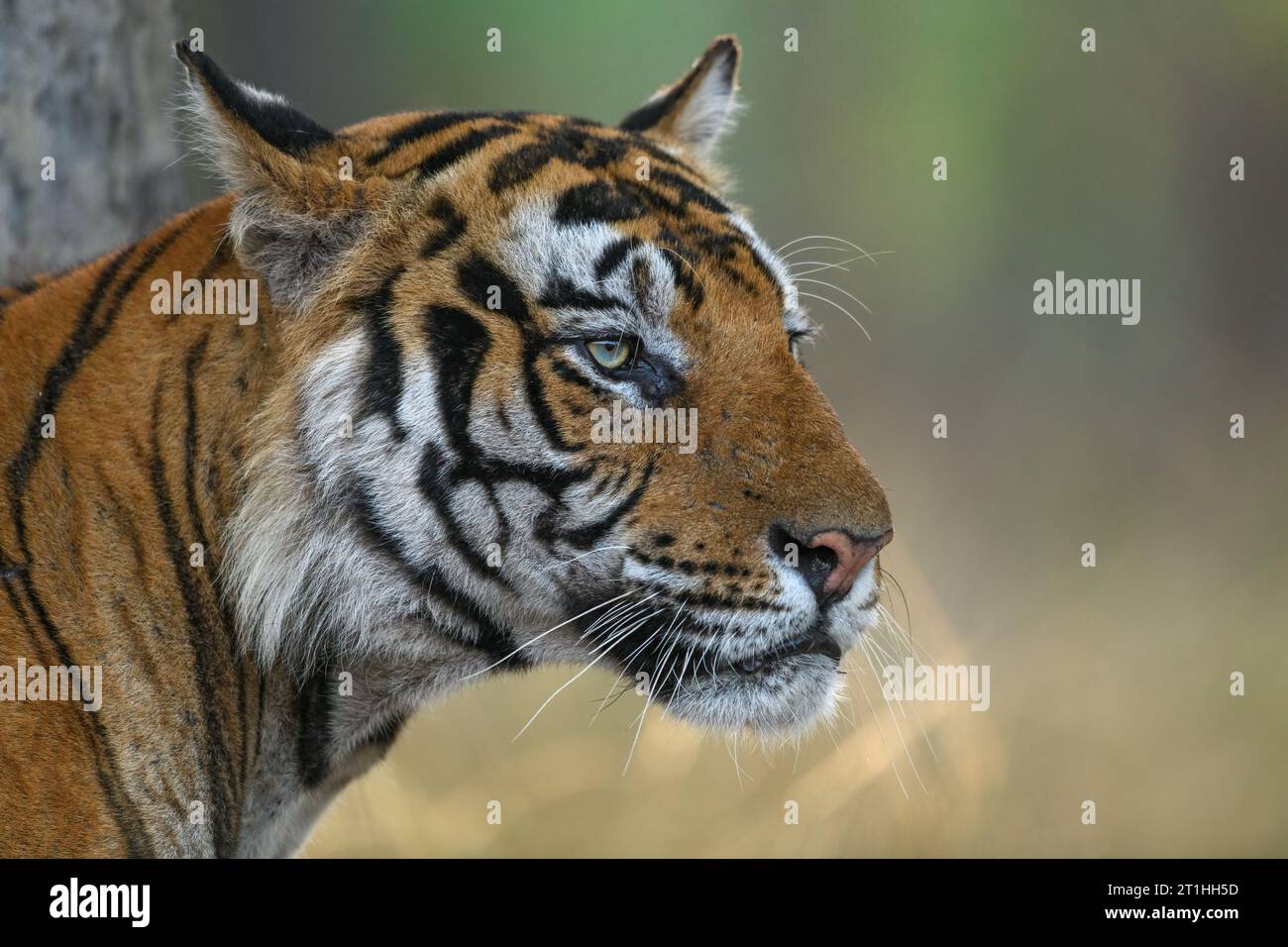 Right side facial profile of a male tiger with clean background from Bandhavgarh National Park Stock Photo