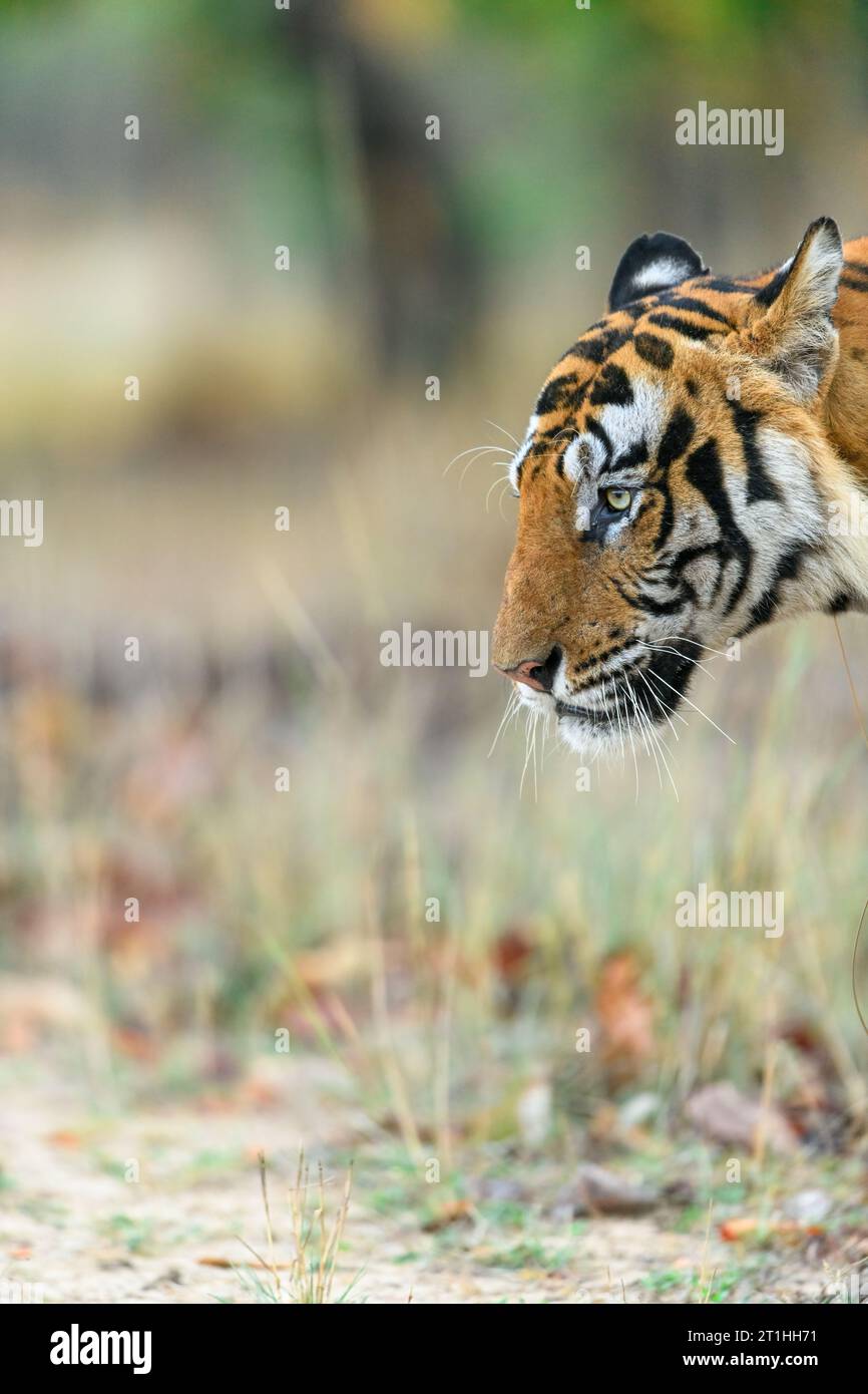Side profile of a tiger face moving through dry forest Stock Photo