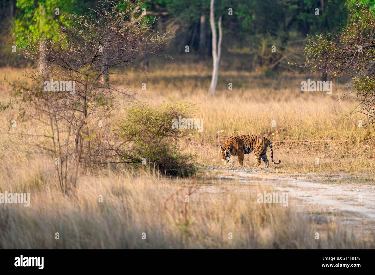 Habitat image of a male tiger moving through a dry forest at Tala zone of Bandhavgarh tiger reserve Stock Photo