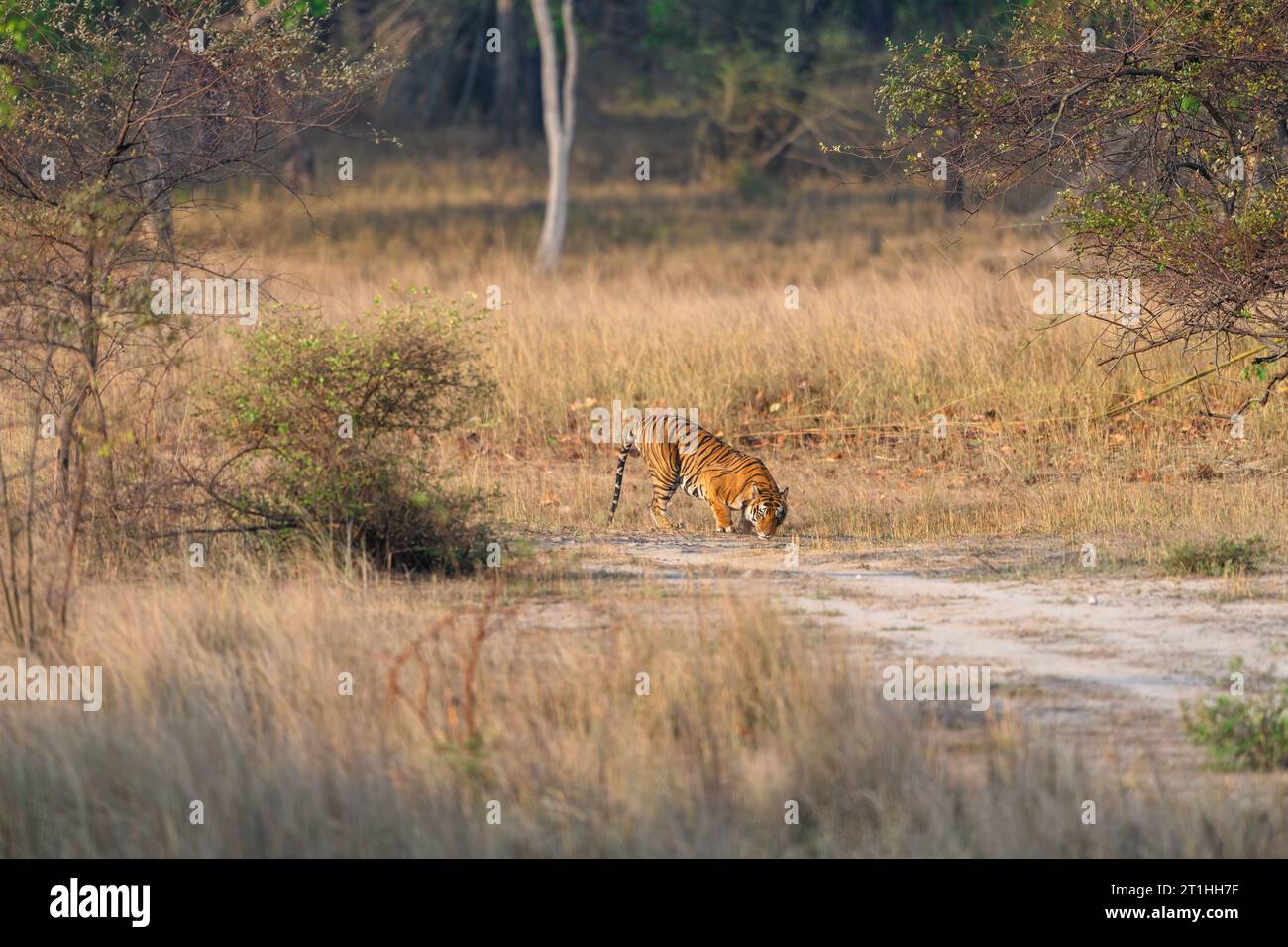 Habitat image of a male tiger sniffing the ground at Tala zone of Bandhavgarh tiger reserve Stock Photo